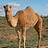 camel880